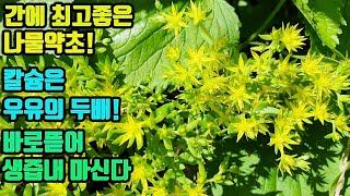돌나물--간건강에 최고 나물약초! 간경변· 간암등 간질환을 치료하고 간기능이 회복되며, 피를 맑게하고 혈전을 낮춰 협심증등 혈관질환을 예방하며, 뼈를 튼튼히 해준다
