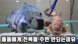 초대형 돌돔!! 살아있는 전복을 먹고 황당한 사고를 쳤네요 ㄷㄷ