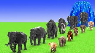 Paint Animals Mammoth, Elephants Size Comparison Fountain Crossing Animals 3D Transformation Cartoon