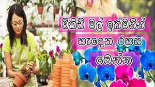 ඕකිඩ් වගාවේ රහස් ක්‍රම සියල්ල මෙන්න  how to grow orchids in sinhala