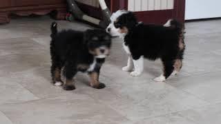 Mini Bernedoodle Puppies For Sale