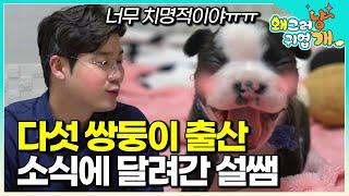 "너무 귀여워~~ 어떡해!!"다섯 마리 무사히 출산했다는 말에 얼른 찾아간 설쌤. 꼬물이들의 첫 100일까지의 기록│#왜그러냥귀엽개