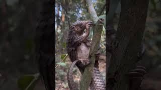 Those with a weak stomach beware! Pangolin climbs tree to eat ants 胆小勿看！穿山甲上树吃蚂蚁 #animal【跟着图尔去旅行】