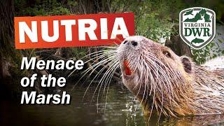 Menace of the Marsh: How Nutria Threaten Virginia's Wetlands