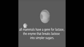 what is the origin of 'lactose intolerant'