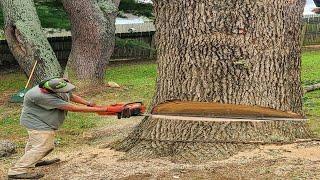 Felling 13 ft Spruce Tree with Stihl Chainsaw in Craziest Way - Fastest Tree Cutting Down Skills