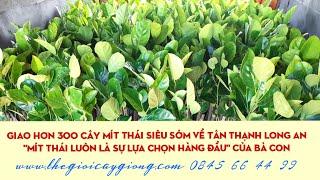 Giao cây giống Mít Thái siêu sớm về Tân Thạnh Long an  0845 66 44 99  TGCG CAI LẬY