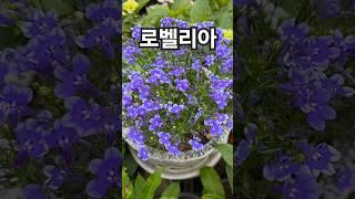꽃이팡팡 ~ 로벨리아