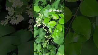 #광나무에서