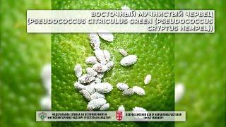 Восточный мучнистый червец (Pseudococcus citriculus Green (Pseudococcus cryptus Hempel))