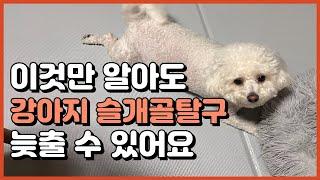 #강아지산책#강아지슬개골탈구#강아지#슬개골탈구#슬개골탈구예방  소형견 강아지 슬개골 탈구  약한 다리가 걱정된다면 평소에 이렇게 해보세요 증상을 늦추거나 예방할 수 있습니다 