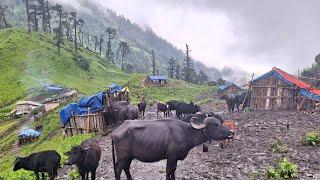 Beautiful and Relaxing Mountain Village Life in Hailstone Rainy Time | Primitive Rural Village Life.