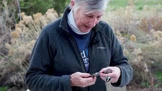 Bird Banding at the Denver Audubon Kingery Nature Center