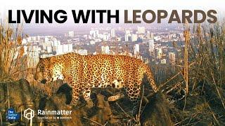 Living with Leopards @RainmatterFoundation | #wildlife | #environment | #leopard