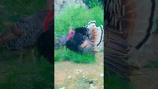 Ostrich is really attacking over hen#shorts#video#youtube#viral#st#yt#vd#bird#animal#attacking