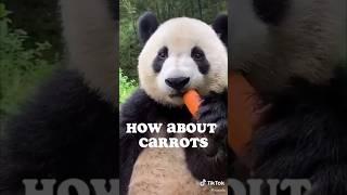 cute animals #10 : panda#funnyanimal   #funnypanda