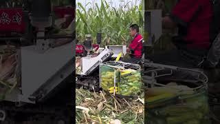 Corn Harvesting - Good Tools and Machinery Make the Job Easy