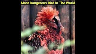 Most Dangerous Bird In The World #Shorts #Birds #factsaboutbirds