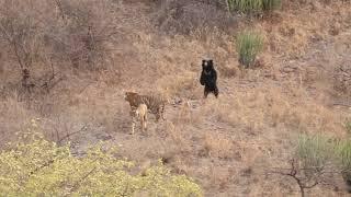 Sloth bear VS Tiger at the Ranthambor national park.