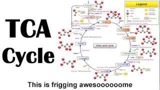 TCA (Kreb's) Cycle Rap - Wilson Lam (Macklemore - Thrift Shop Parody)