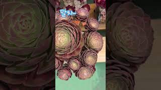 박서진가수님 흥타령~~말차~~녹차 아님~~#냥이분청분 #에오니움 #시츄 #시숑 #옥상다육이 #박서진가수님