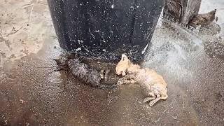 Two dying kittens were abandoned beside the cold, wet trash can, tried to cry for help but couldn’t.