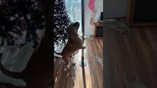 Funny dog videos#dogs#dogs#dogslover #dogshorts #funnydogs#youtubeshorts#guangguang