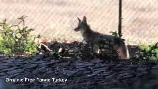 Coyote and the Turkey Dinner