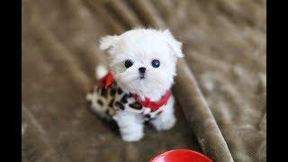 MUST WATCH!! LOOK HOW CUTE THIS MALTESE IS!!!! Teacup Puppy