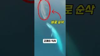 우연히 찍힌 고래의 식사 장면 #shorts #쇼츠 #고래
