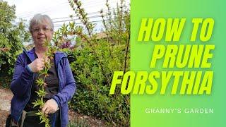 HOW TO PRUNE FORSYTHIA