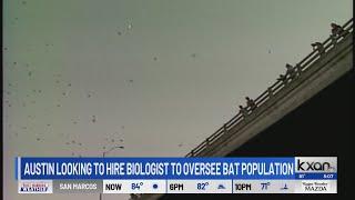 Austin eyeing full-time biologist to oversee city’s bat population