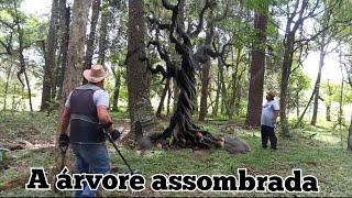 Os mistérios da árvore assombrada da fazenda