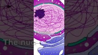 MDCAT | Cell Biology | Nucleus,cytoplasm,mitochondria,etc in one shot | selflessacademy