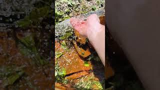 Артезианская самоизливная