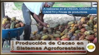 CURSO FHIA PRODUCCION DE CACAO EN SISTEMAS AGROFORESTALES