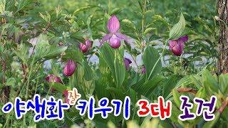 베란다 야생화 키우기, 정원 야생화 키우기의 노하우! - gardening tips