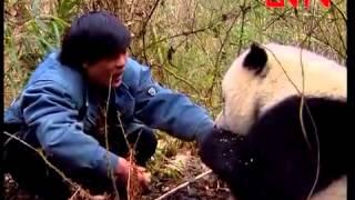 回家 - 大熊貓高高 ( Giant Panda Gao Gao Returning Home)