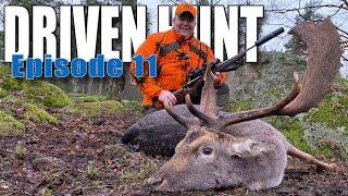 DRIVEN HUNT EPISODE 11 - Wild boar,  deer and mouflon at Eriksberg in southern Sweden