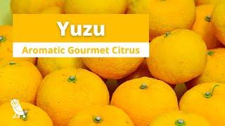 What is Yuzu? (柚子) | Fruits You Probably Never Heard Of | Ep. 25