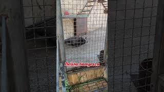 Тайган - 16.08.24 - Лейла "помогает мыть" вольер