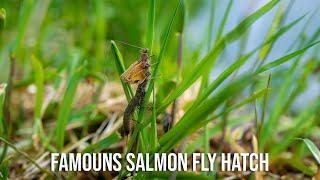 You Won't Believe the Salmon Fly Hatch I Witnessed!