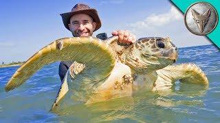 Catching Sea Turtles!