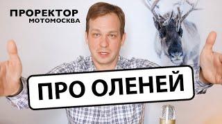 Проректор.МотоМосква об оленях на дорогах