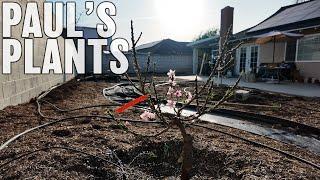 Paul’s Plants - Compost and Irrigation (Wifi Sprinklers!)