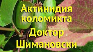 Актинидия коломикта доктор шимановски. Краткий обзор, описание характеристик actinidia kolomikta