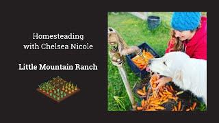 Homesteading with Chelsea Nicole: Little Mountain Ranch