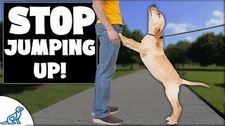 STOP Dog Jumping In 4 EASY Steps