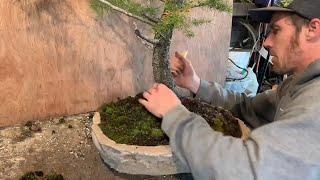 Yamadori Fir Bonsai - Pruning & Initial Structural Wiring