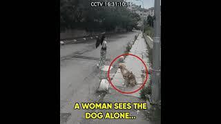 Owner Abandoned his Dog #goldenretriever #abandoned